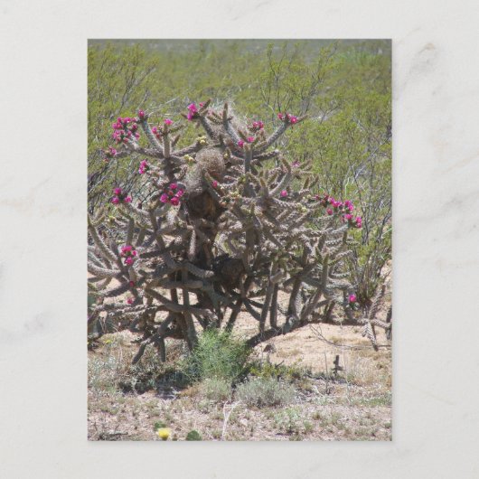 New Mexico Cholla in Bloei Briefkaart (Voorkant)