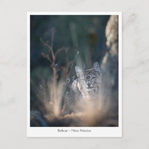 New Mexico Landscape Photo Briefkaart