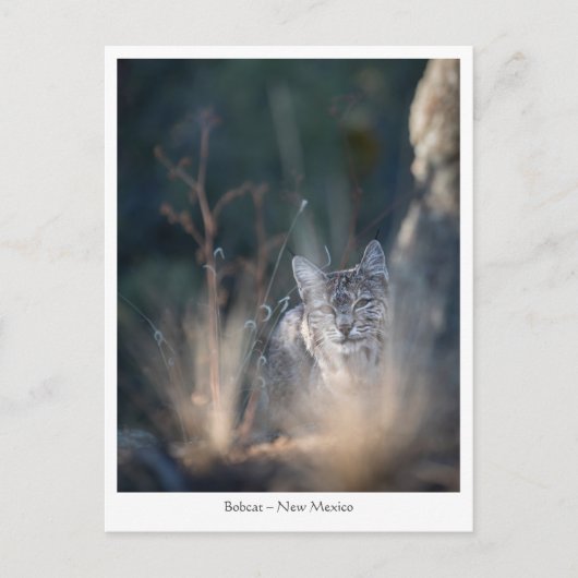 New Mexico Landscape Photo Briefkaart (Voorkant)