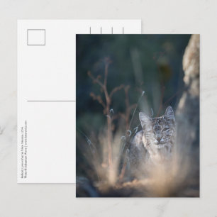 New Mexico Landscape Photo Briefkaart