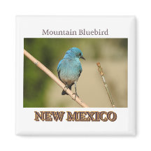 New Mexico Mountain Blue vogelfoto