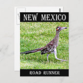 New Mexico Roadrunner Briefkaart (Voorkant / Achterkant)