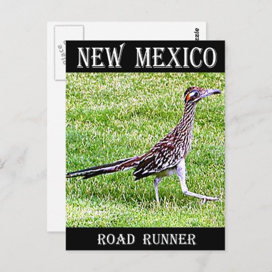 New Mexico Roadrunner Briefkaart (Voorkant / Achterkant)
