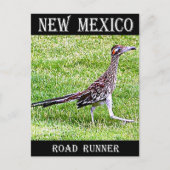 New Mexico Roadrunner Briefkaart (Voorkant)