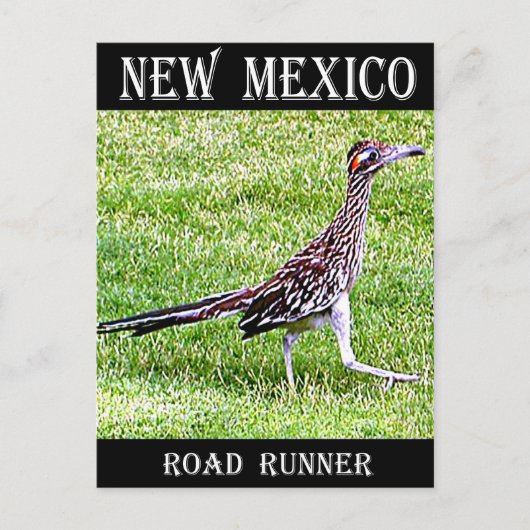 New Mexico Roadrunner Briefkaart (Voorkant)
