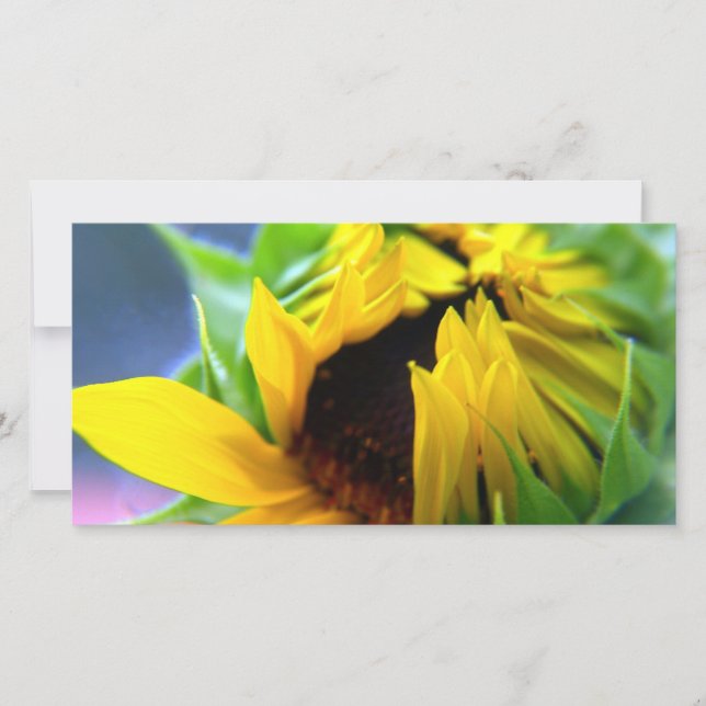 New Mexico Sunflower (Voorkant)