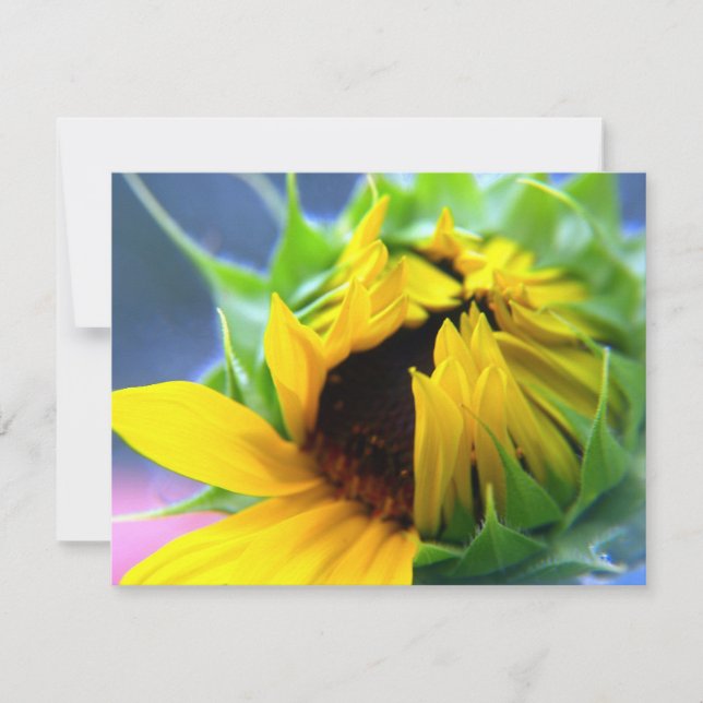 New Mexico Sunflower (Voorkant)