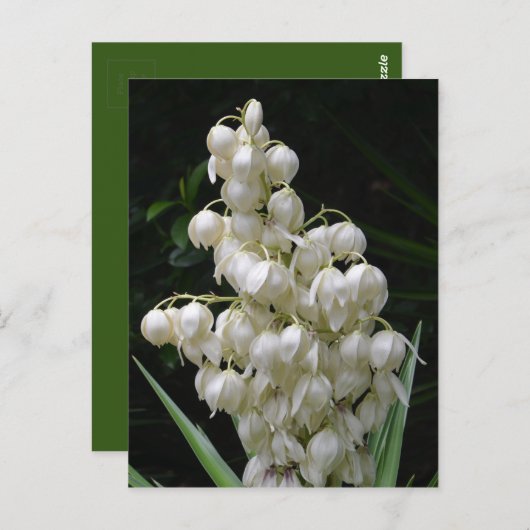 New Mexico Yucca Flower Briefkaart (Voorkant / Achterkant)