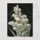 New Mexico Yucca Flower Briefkaart (Voorkant)