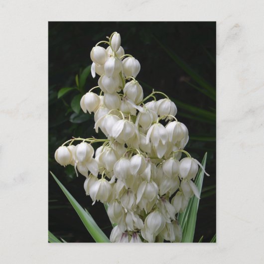 New Mexico Yucca Flower Briefkaart (Voorkant)