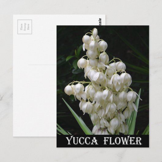 New Mexico Yucca Flower Briefkaart (Voorkant / Achterkant)