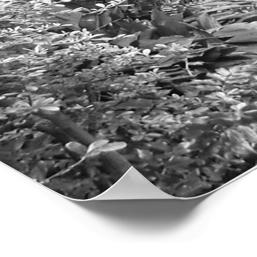 New Orleans Courtyard Poster (Hoek)