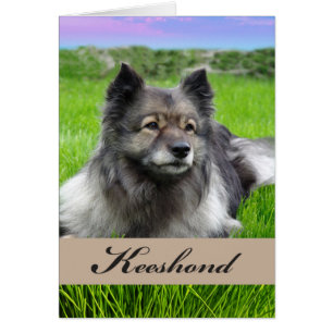 New Pet Keeshond Dog op gras