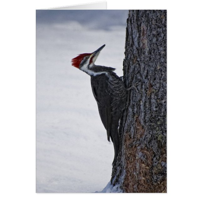 New Pilieated Woodpecker (Voorkant)