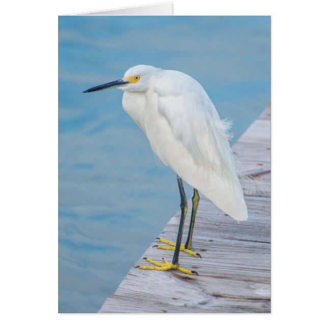 New Smyrna Beach, Sneeuwreiger op steiger (Voorkant)