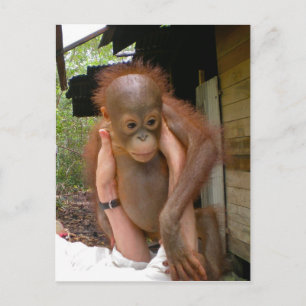 New Sweet Baby Orangutan Briefkaart