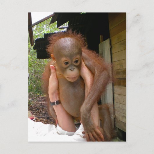 New Sweet Baby Orangutan Briefkaart (Voorkant)