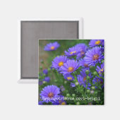 New York Aster Botanische Magneet (Voorkant / Achterkant)