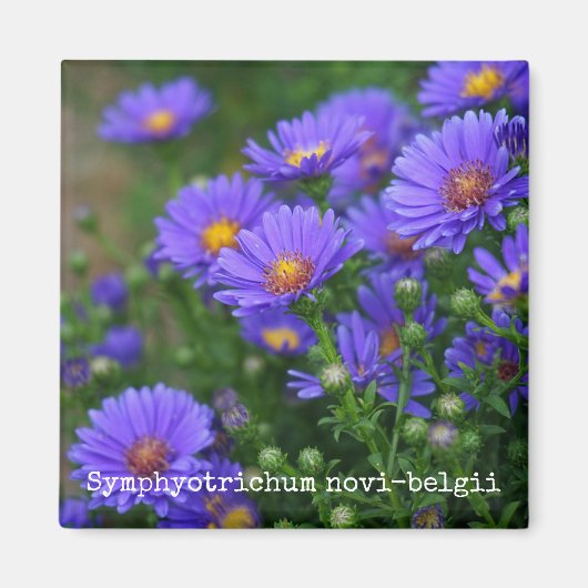 New York Aster Botanische Magneet (Voorkant)