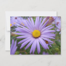 New York Aster "Magic Paars" in de Herfst Briefkaart