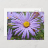 New York Aster "Magic Paars" in de Herfst Briefkaart (Voorkant / Achterkant)