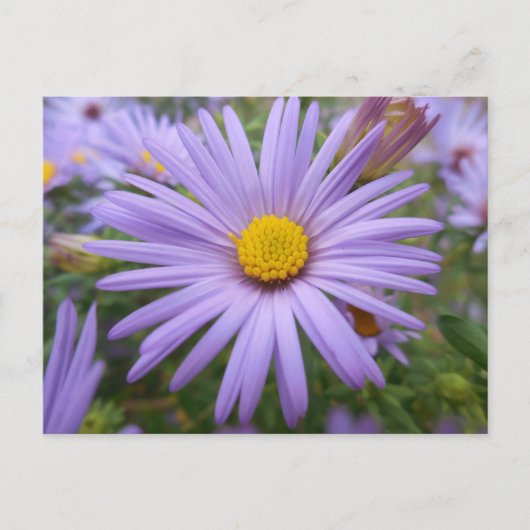 New York Aster "Magic Paars" in de Herfst Briefkaart (Voorkant)