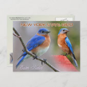 New York State Bird - Eastern Bluebird Briefkaart (Voorkant / Achterkant)