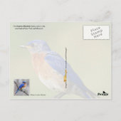 New York State Bird - Eastern Bluebird Briefkaart (Achterkant)