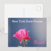 New York State Flower Pink Rose Briefkaart (Voorkant / Achterkant)