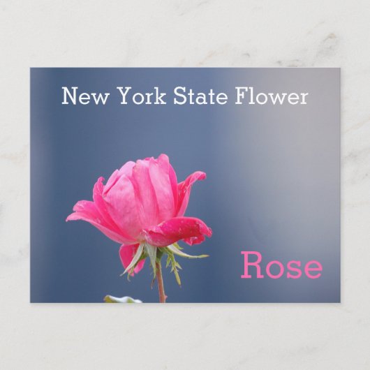 New York State Flower Pink Rose Briefkaart (Voorkant)