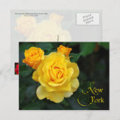 New York State Flower: Roos Briefkaart (Voorkant / Achterkant)