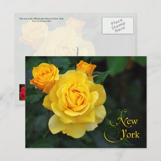 New York State Flower: Roos Briefkaart (Voorkant / Achterkant)