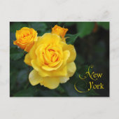 New York State Flower: Roos Briefkaart (Voorkant)
