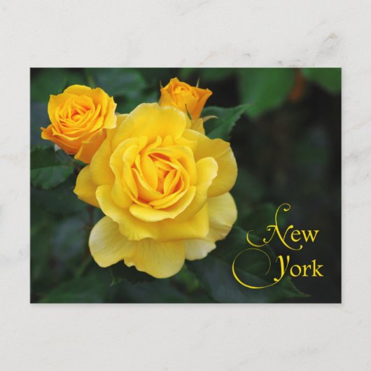 New York State Flower: Roos Briefkaart (Voorkant)