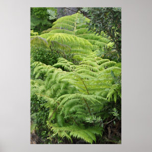 New Zealand Fern Ponga Tree Poster