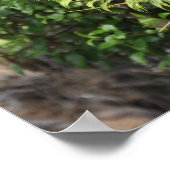 New Zealand Fern Ponga Tree Poster (Hoek)