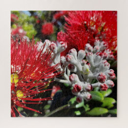 New Zealand Pohutukawa Tree Red Blooming Flower Legpuzzel