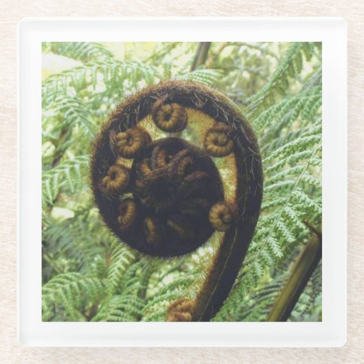New Zealand Souvenir Fern Koru Foto Glazen Onderzetter (Voorkant)