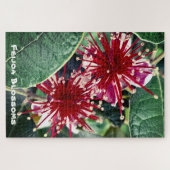 New Zealand Spring Red Blooming Feijoa Fruit Tree Legpuzzel (Horizontaal)