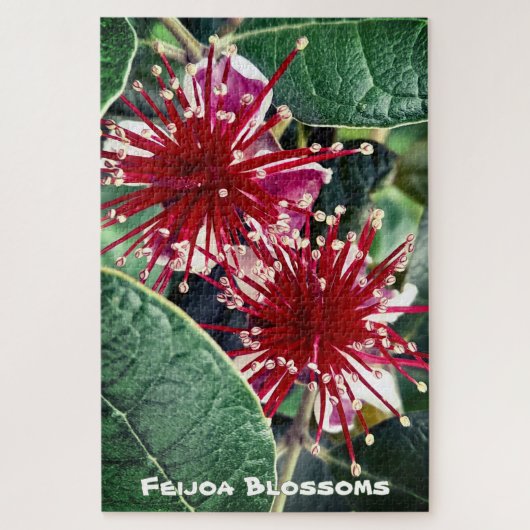 New Zealand Spring Red Blooming Feijoa Fruit Tree Legpuzzel (Verticaal)