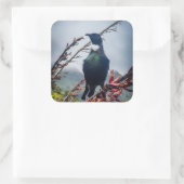 New Zealand Tui Bird Sticker (Tas)