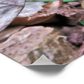 New Zealand's Lizard: Tuatara Poster (Hoek)
