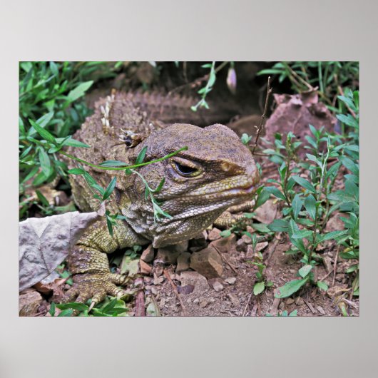 New Zealand's Lizard: Tuatara Poster (Voorkant)