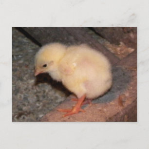 Newborn Chick Briefkaart
