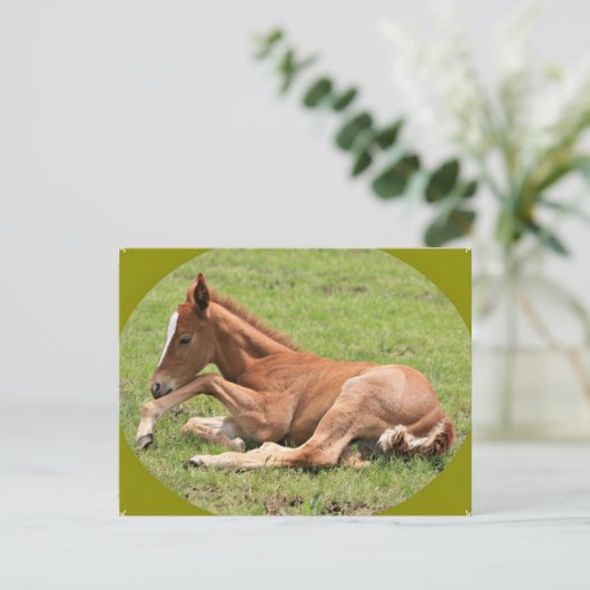Newborn Colt Briefkaart (Staand voorkant)