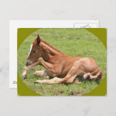 Newborn Colt Briefkaart (Voorkant / Achterkant)