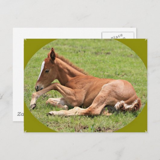 Newborn Colt Briefkaart (Voorkant / Achterkant)