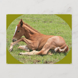 Newborn Colt Briefkaart