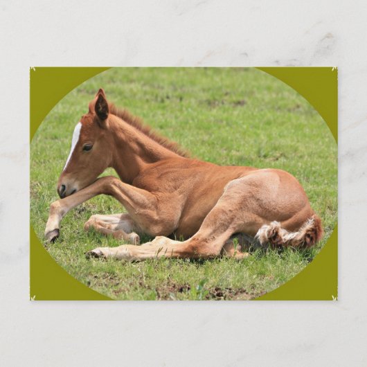 Newborn Colt Briefkaart (Voorkant)