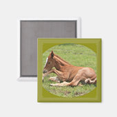 Newborn Colt Magneet (Voorkant / Achterkant)